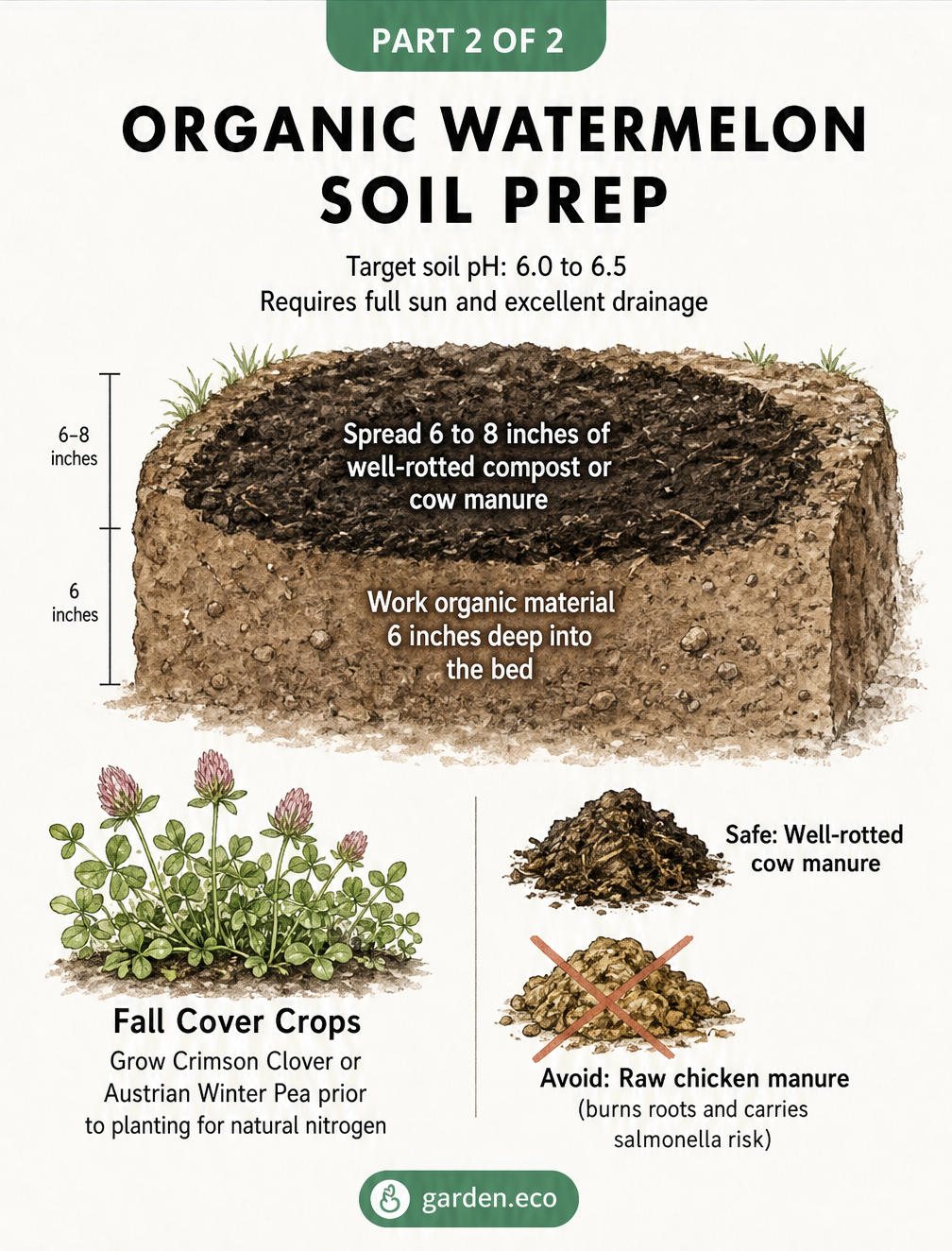 Cross-section of a garden bed showing organic soil preparation for watermelons, including compost, cover crops, and safe manure choices.