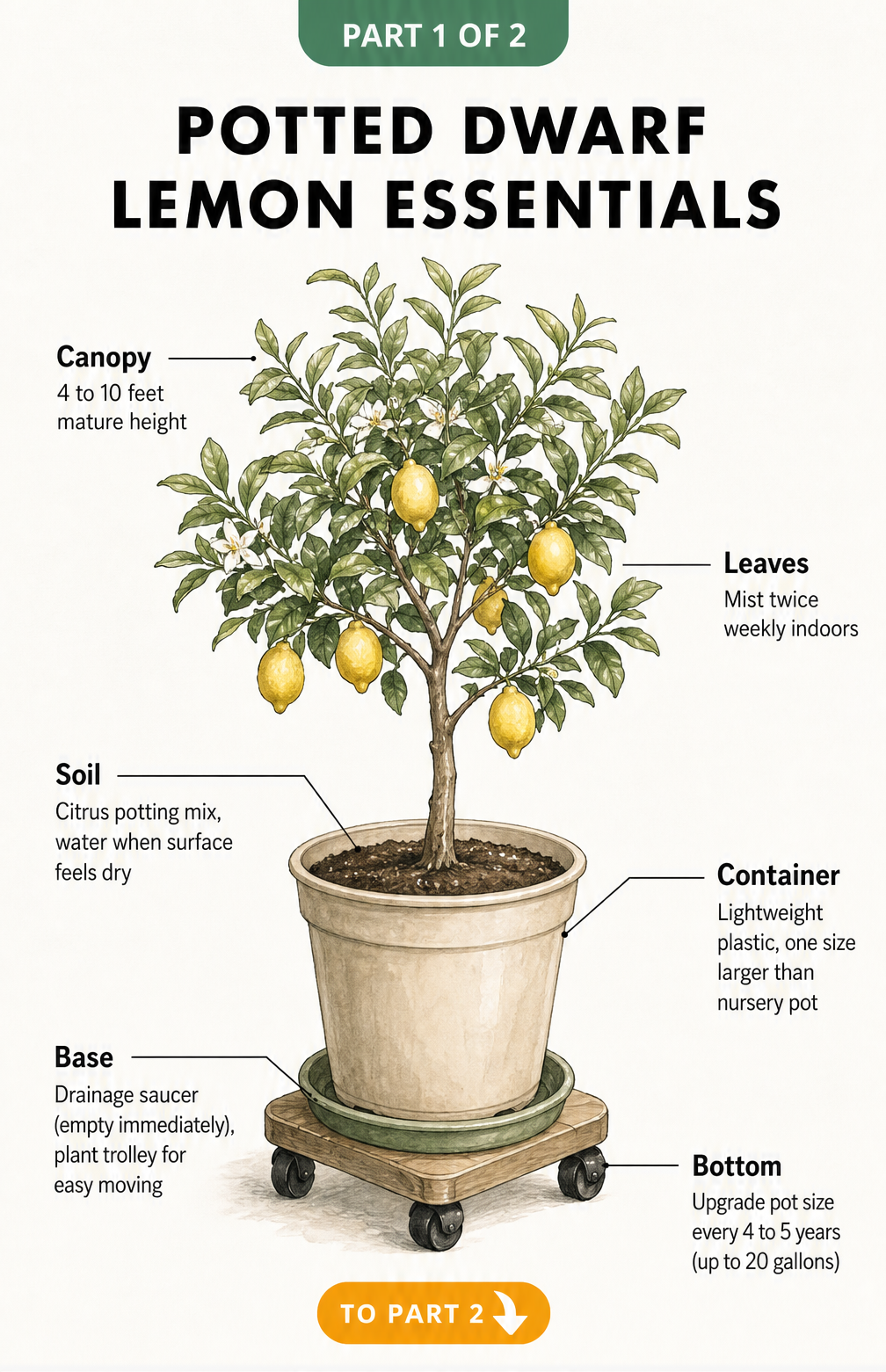 Botanical illustration of a potted dwarf lemon tree showing care essentials like container size, soil type, and a plant trolley base.