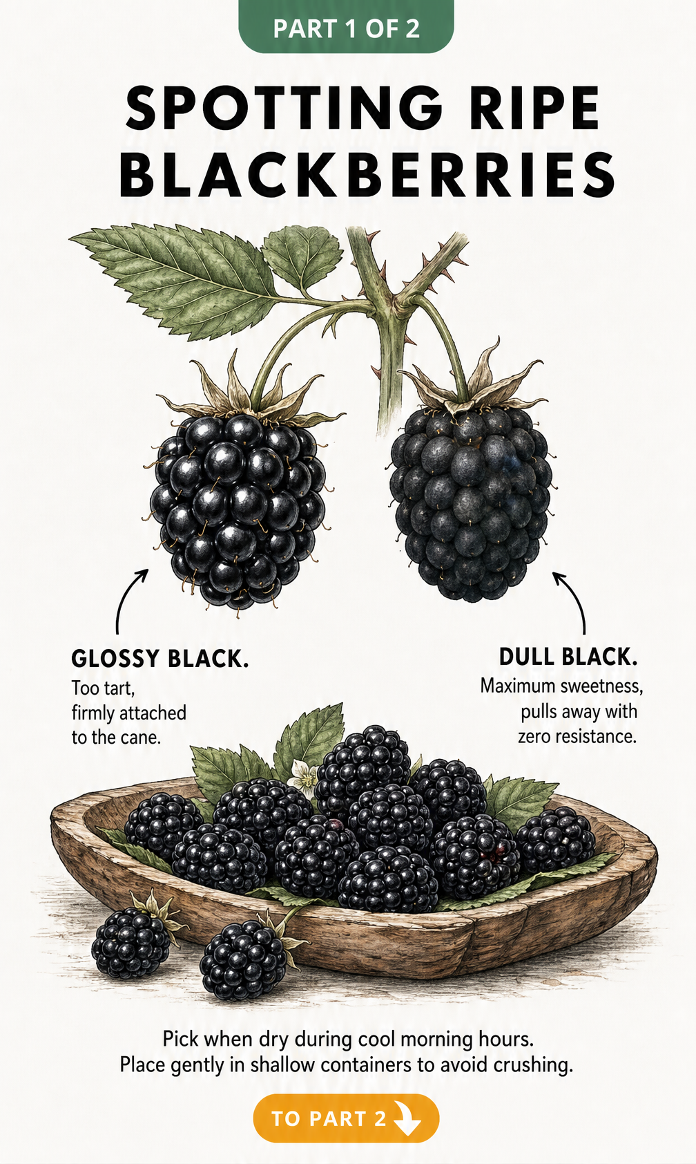 Botanical illustration comparing a glossy, unripe blackberry to a dull, fully ripe blackberry ready for harvest.