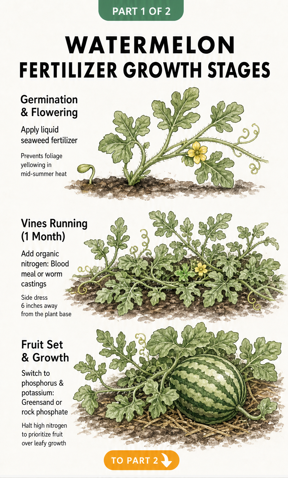 Botanical illustration showing watermelon fertilizer needs across three growth stages: germination, vines running, and fruit set.