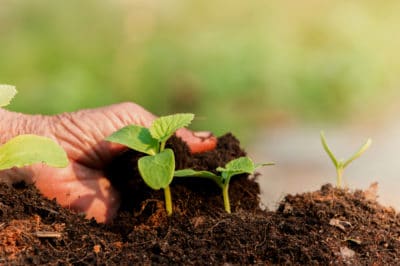 when-to-plant-watermelon-seeds