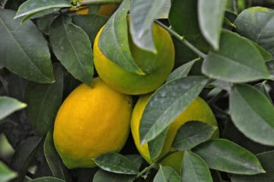 where-do-lemons-grow