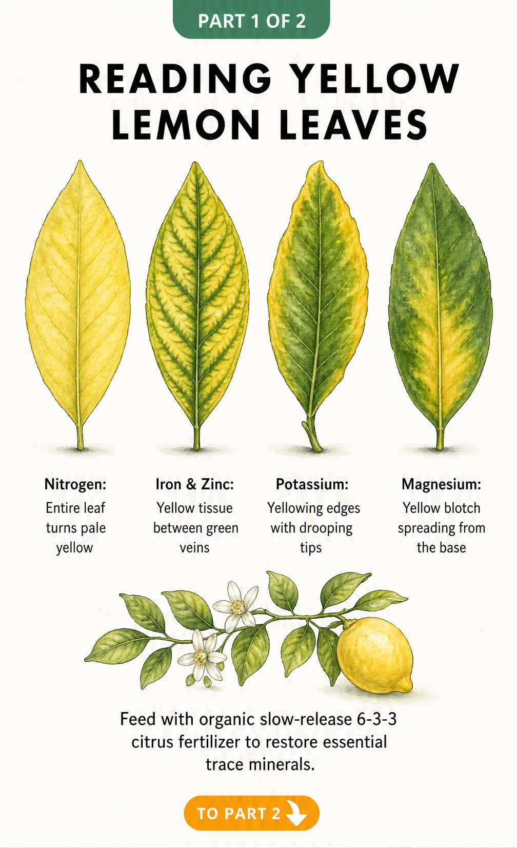 Watercolor illustrations showing four patterns of yellowing lemon tree leaves caused by nitrogen, iron, zinc, potassium, and magnesium deficiencies