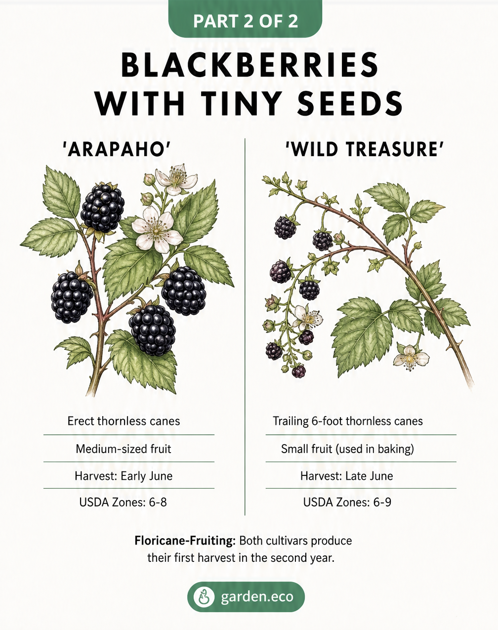 Side-by-side comparison of Arapaho and Wild Treasure blackberry cultivars, showing their growth habits and fruit sizes.