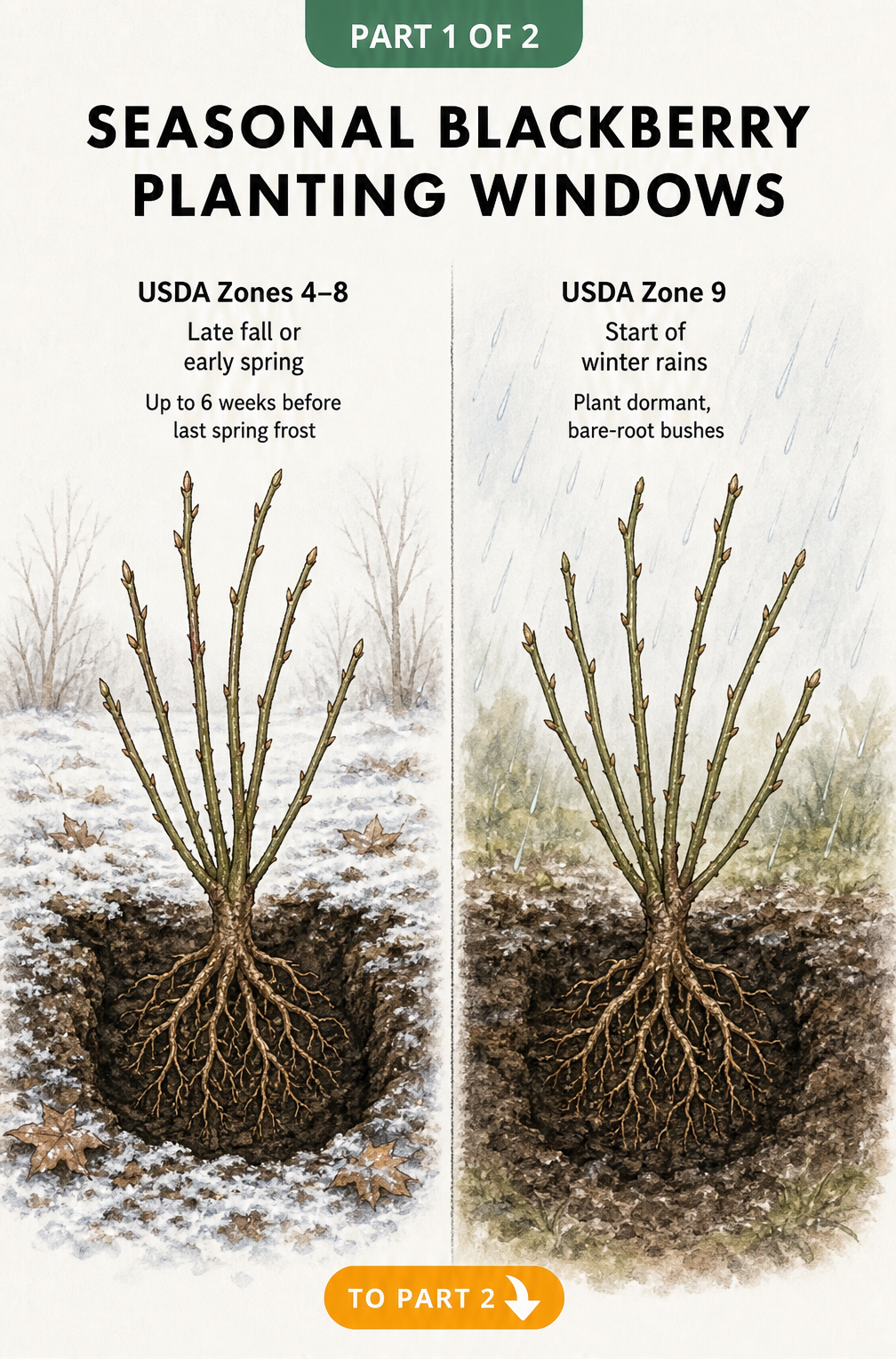 Botanical illustration showing bare-root blackberry bushes planted in cool soil for zones 4 through 8 and moist soil for zone 9