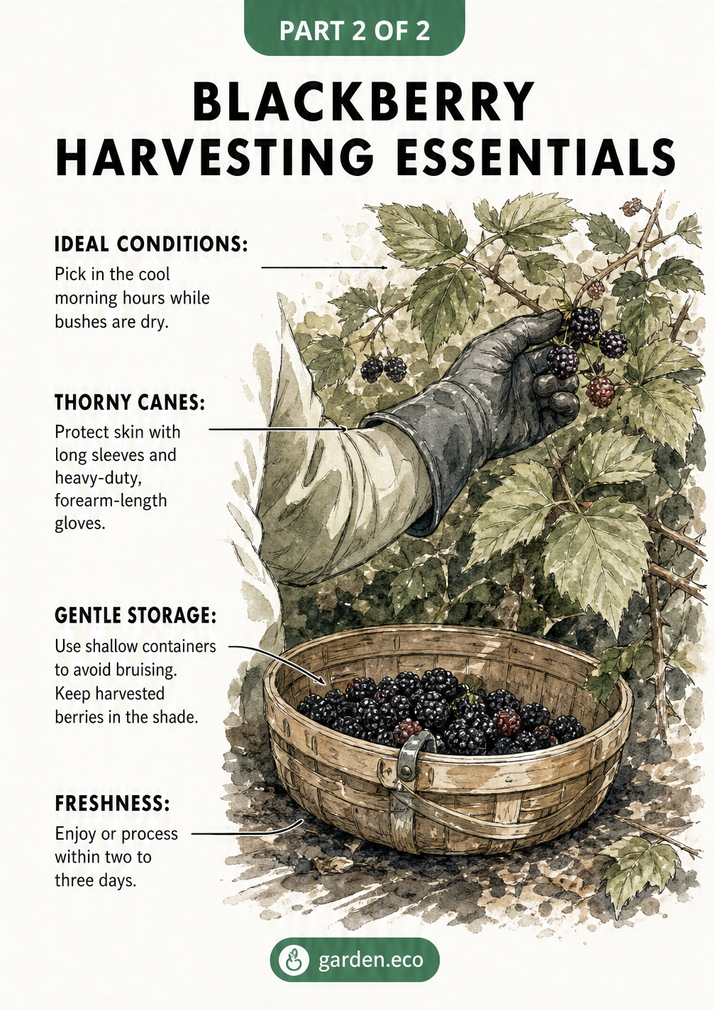 Illustration of a gardener wearing protective gloves reaching for blackberries, with a shallow harvest basket resting in the shade.