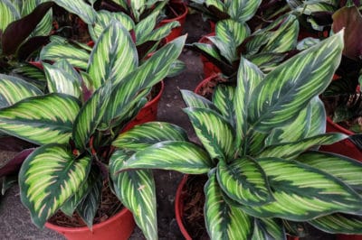 calathea-care