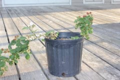 growing-blackberries-in-containers