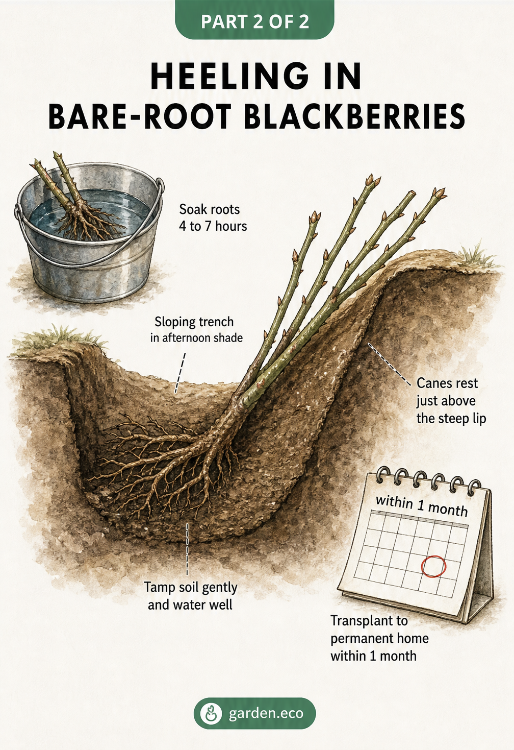 Cross-section illustration of a bare-root blackberry bush heeled into a sloping trench with roots covered in packed soil