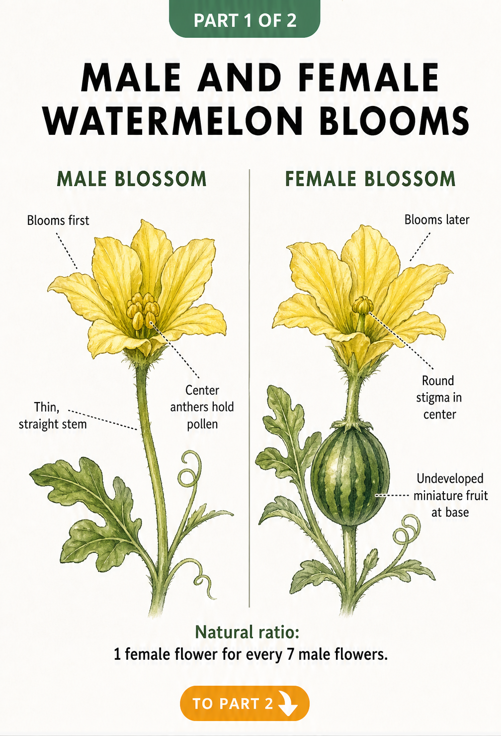 Botanical illustration comparing male and female watermelon blossoms side by side