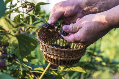 picking-blackberries