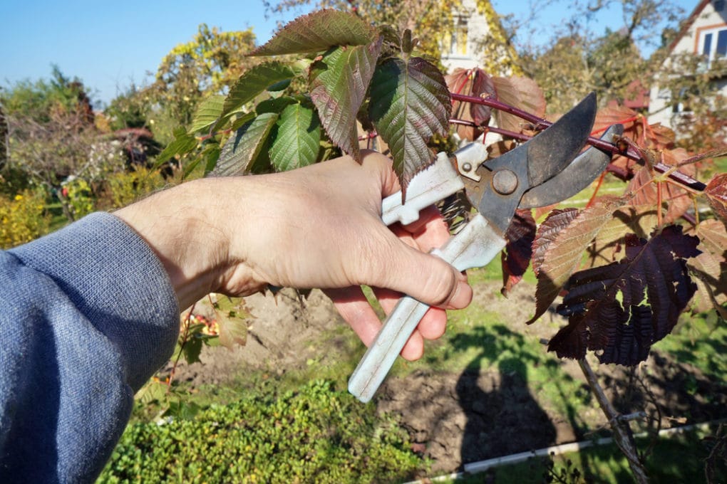 Pruning Thornless Blackberries Why, When and What Garden.eco