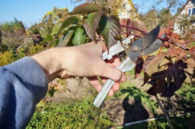 propagating-blackberries