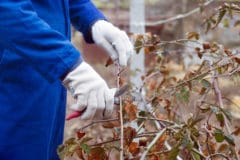 pruning-blackberries