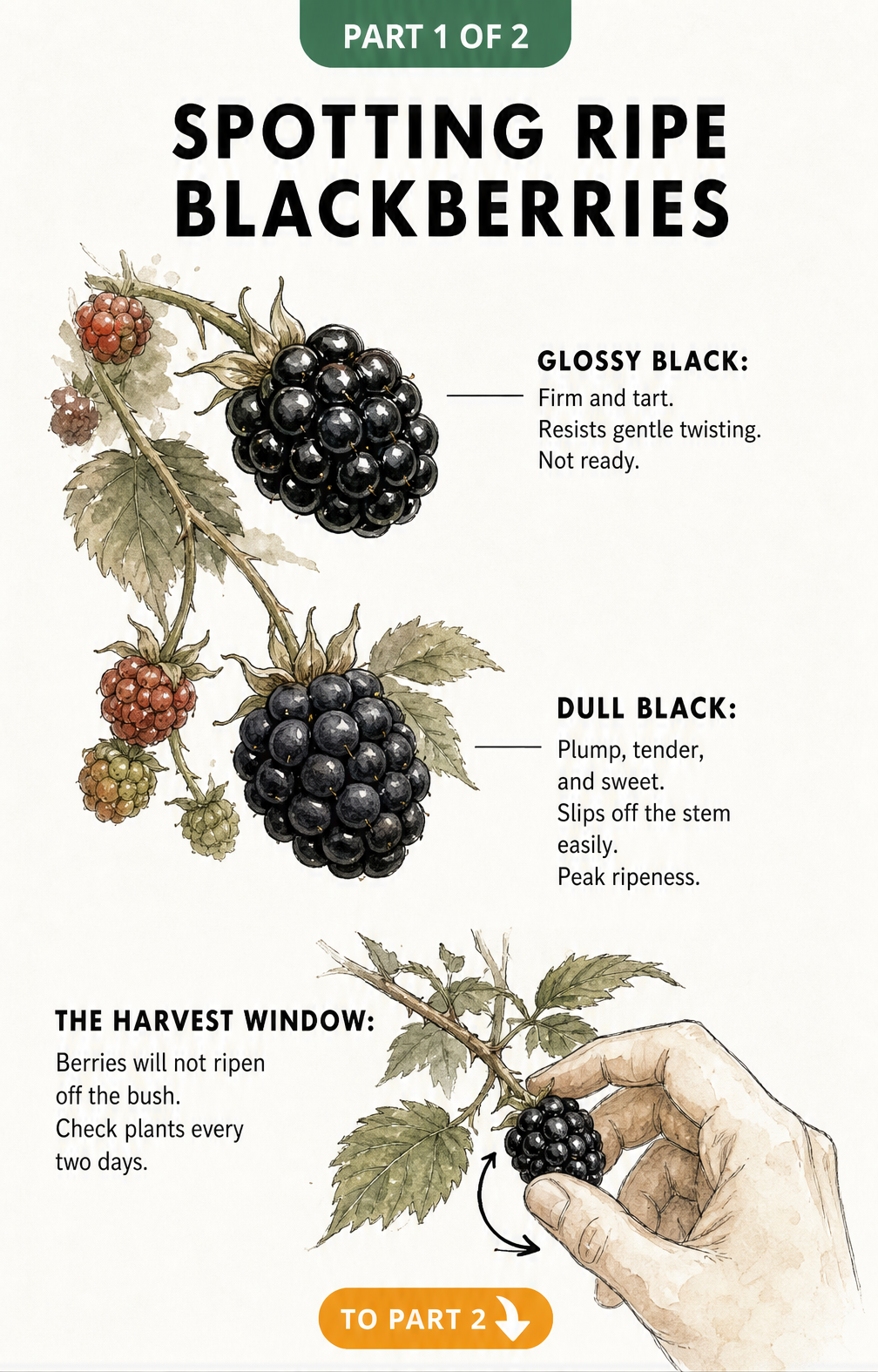 Illustration showing the difference between a glossy unripe blackberry and a dull black ripe blackberry, with a hand gently twisting a berry from the bush.