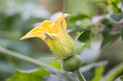 watermelon-blossom