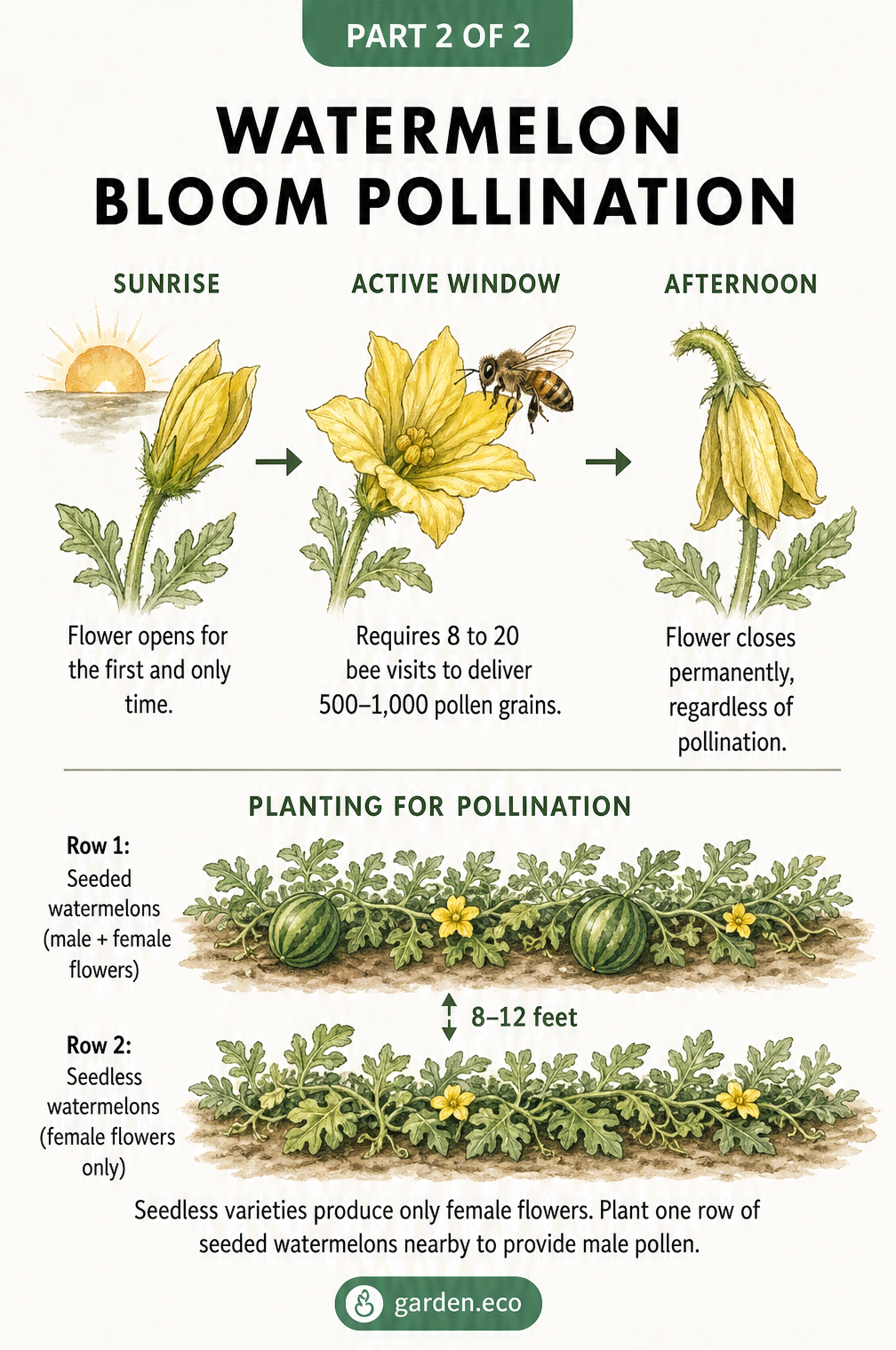 Timeline showing the one-day lifecycle of a watermelon flower and a planting layout for seedless varieties