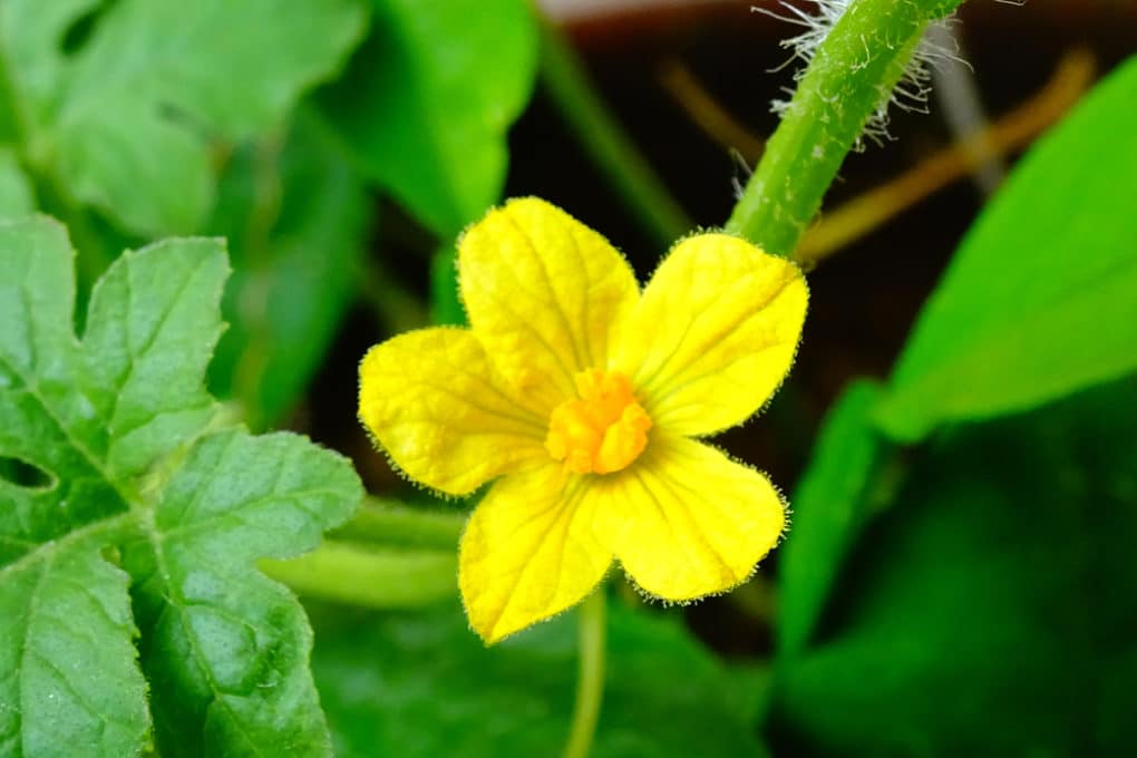 Watermelon Flowers » Top Facts & Tips
