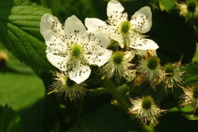 when-do-blackberries-bloom