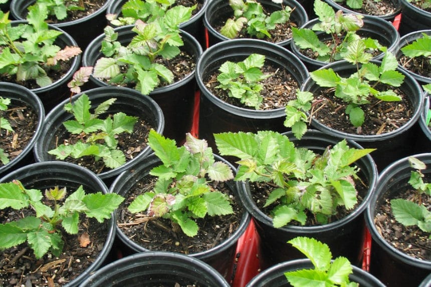How to Kill Blackberry Bushes Organically Garden.eco