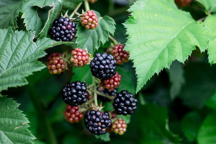 Pruning Blackberries for a Bumper Crop Garden.eco