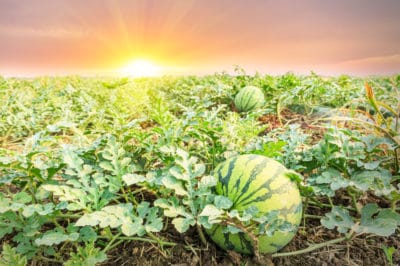 where-do-watermelons-grow