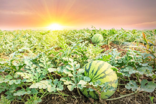 watermelon growing zones