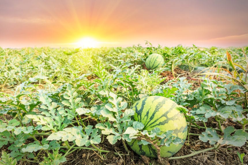 Where Do Watermelons Grow? » Top Facts & Tips