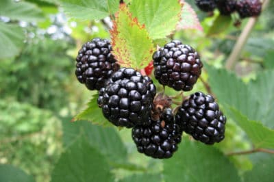 blackberry-plant-care