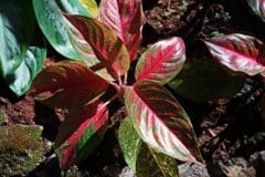chinese-evergreen-care