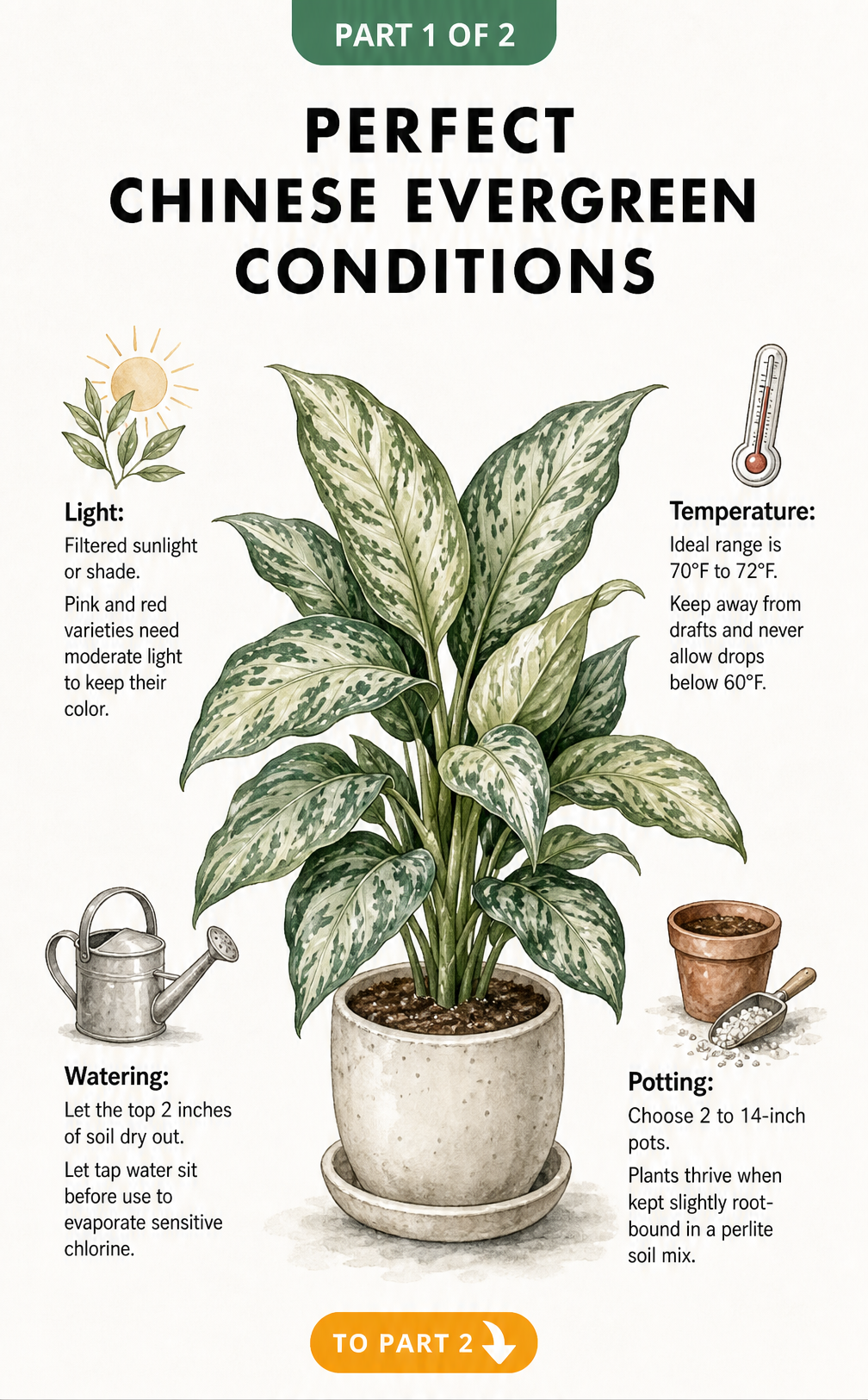 Botanical illustration showing ideal care conditions for Chinese evergreens including light, temperature, watering, and potting requirements.