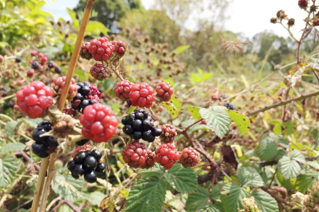 How to Kill Blackberry Bushes Organically Garden.eco