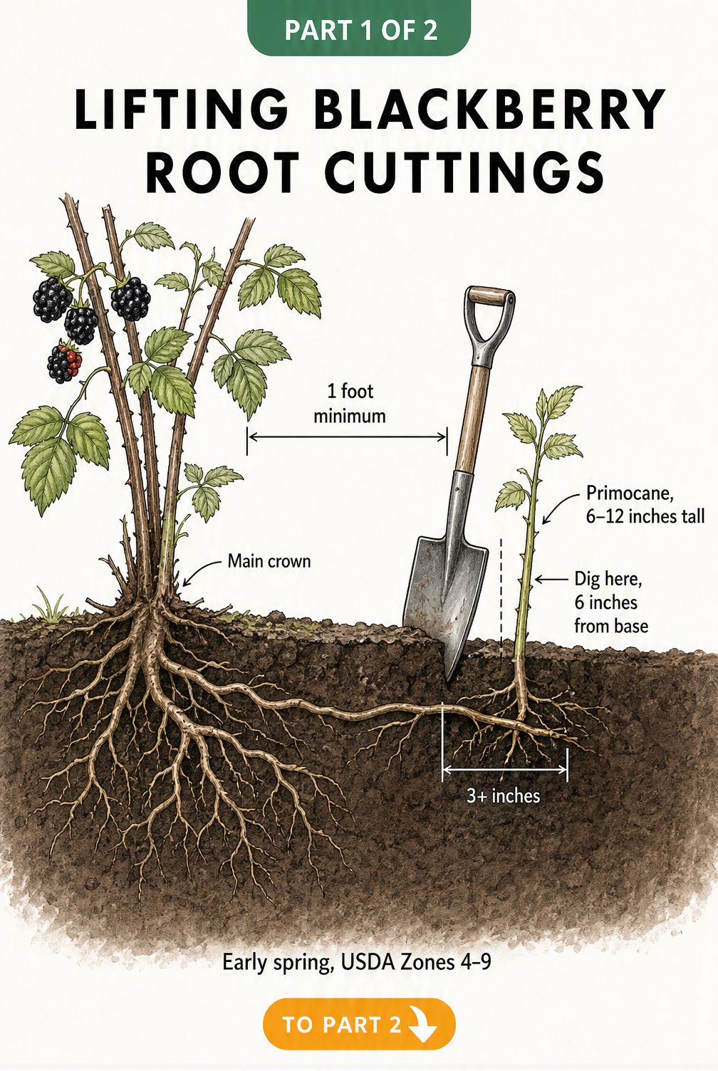 Botanical cross-section illustration showing how to lift blackberry root cuttings, with a spade digging 6 inches away from a primocane that is at least 1 foot...