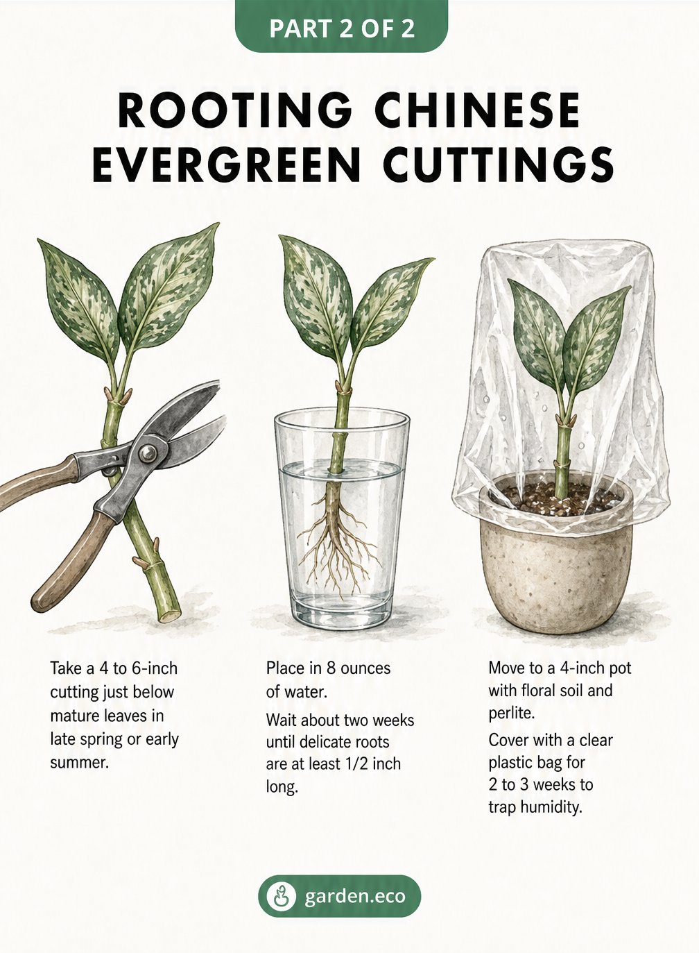 Three-step botanical illustration demonstrating how to propagate Chinese evergreens from stem cuttings in water and soil.
