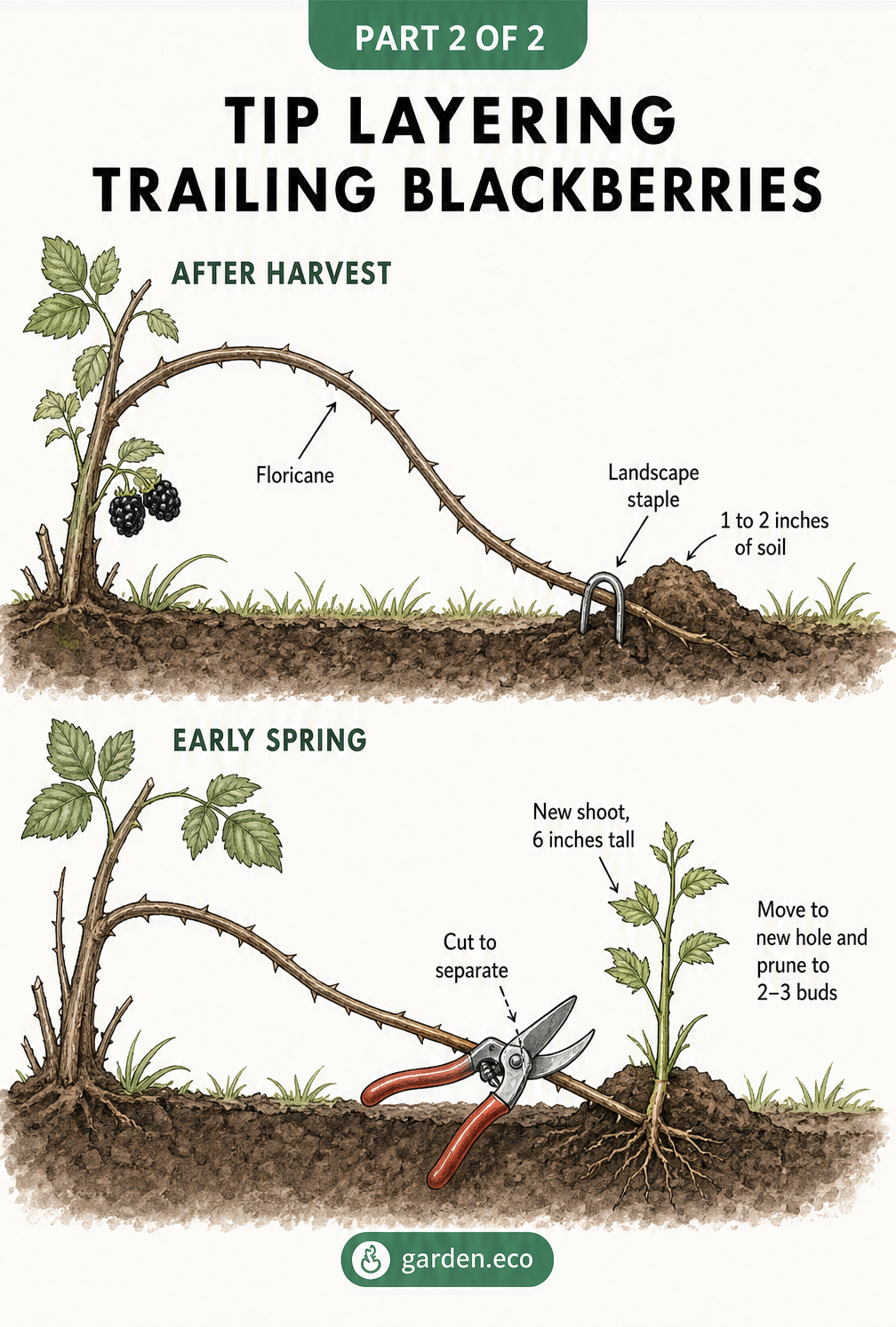 Botanical illustration showing how to tip layer trailing blackberries by bending a floricane to the ground, securing it with a landscape staple, and cutting...