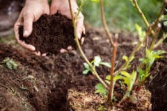 transplanting-blackberries