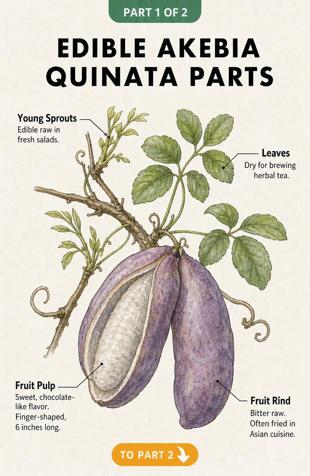 Botanical illustration of an Akebia quinata branch showing the edible fruit pulp, rind, leaves, and young sprouts.