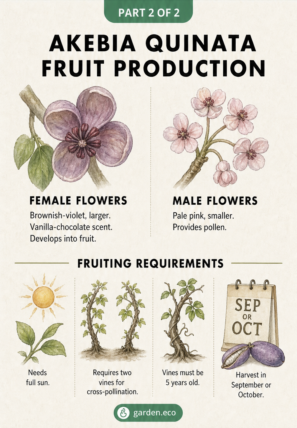 Comparison of male and female Akebia quinata flowers alongside fruiting requirements like full sun and cross-pollination.