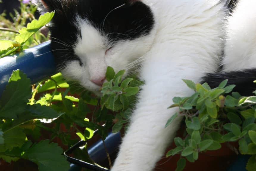 What does catnip do to cats