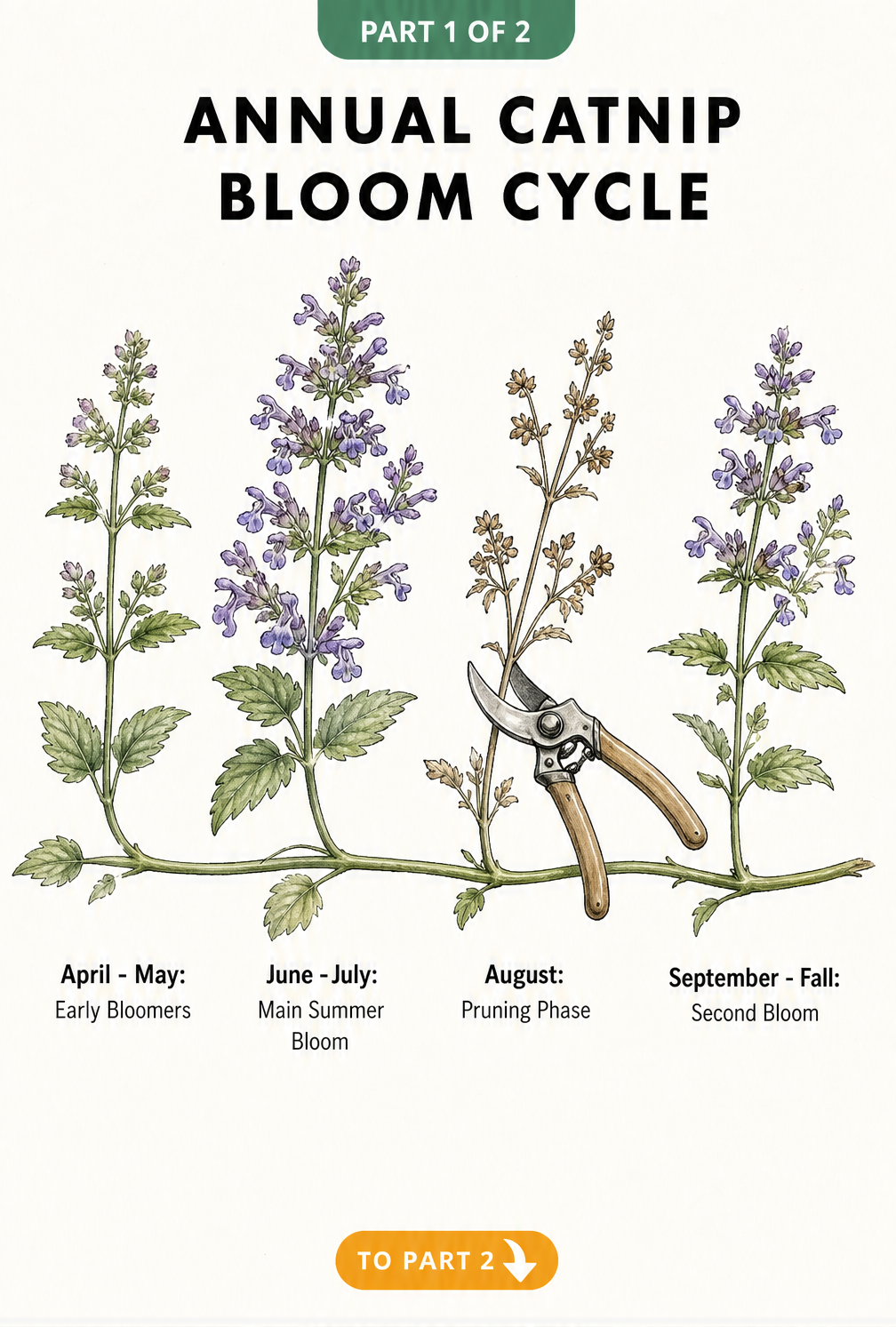 Botanical timeline showing the annual bloom cycle of catnip from early spring buds to a second fall bloom.