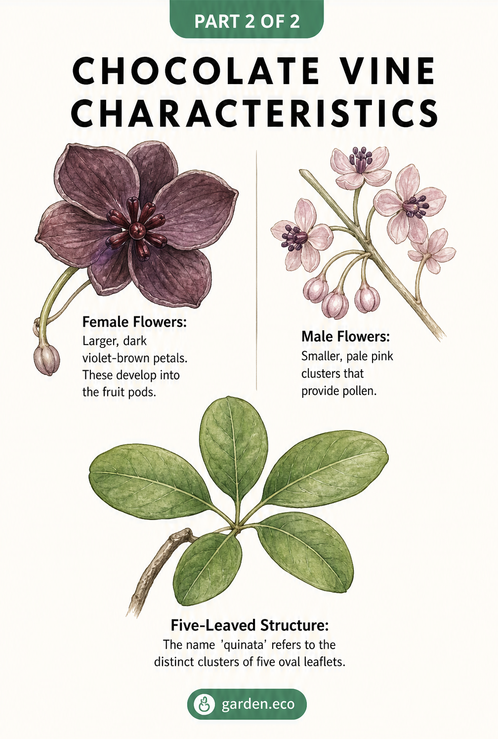 Herbarium style illustration comparing female and male chocolate vine flowers and the five-leaved structure.
