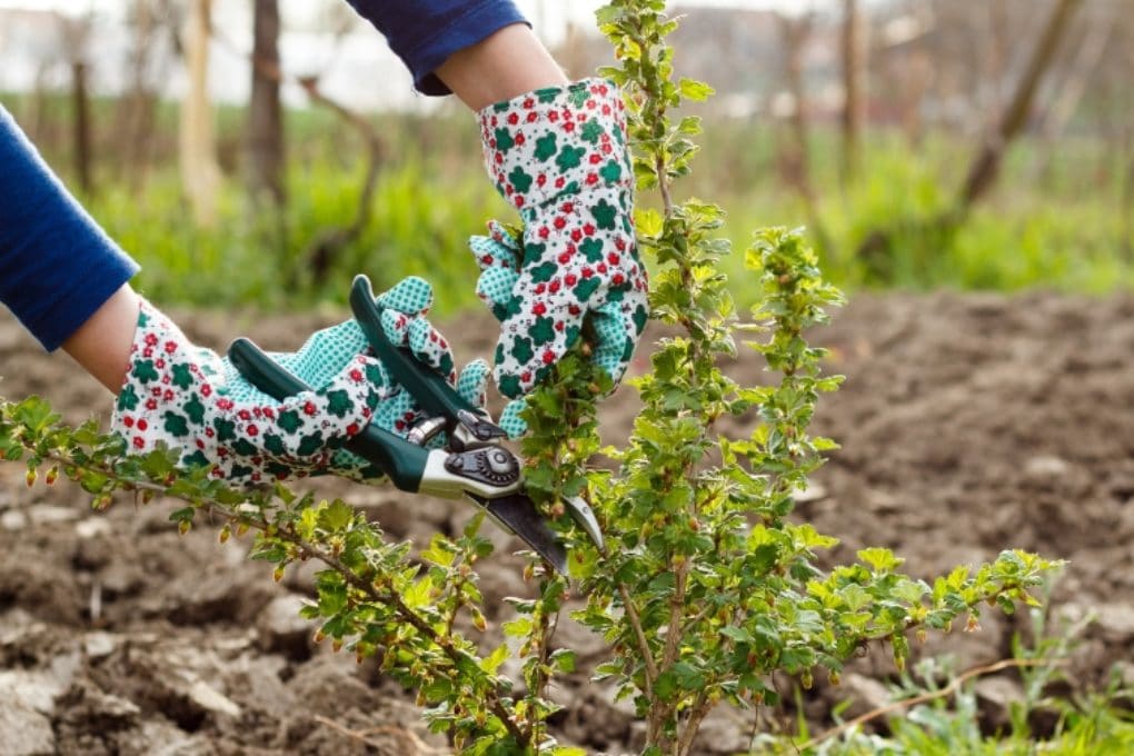 Cutting gooseberries " How to do it like the pros