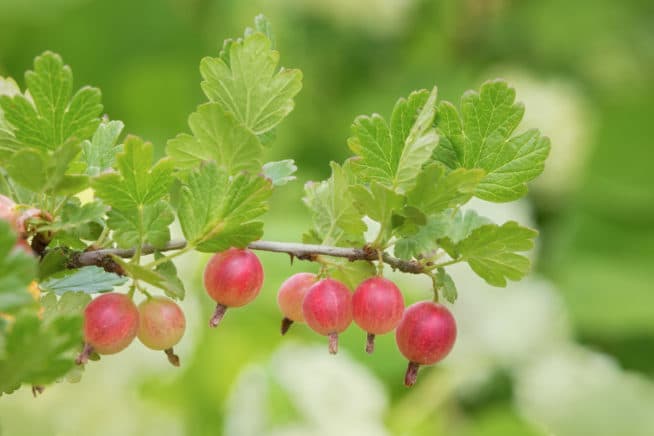 Gooseberry varieties 