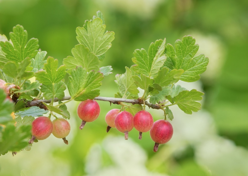 Gooseberries 