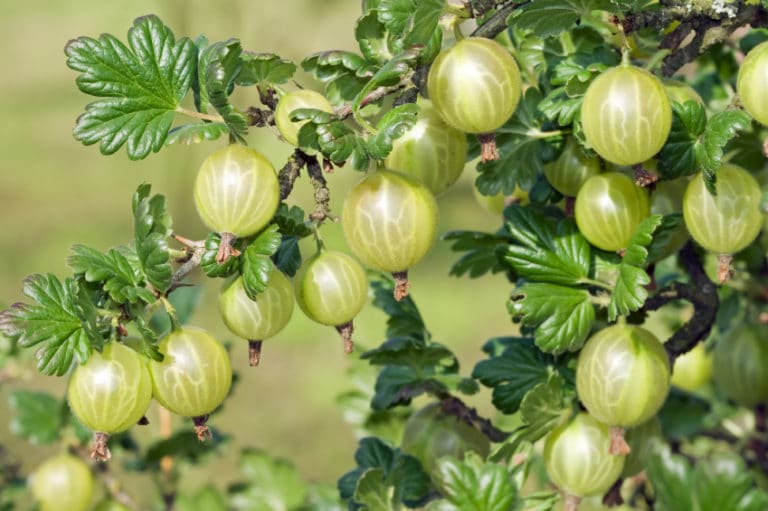 Cutting gooseberries " How to do it like the pros
