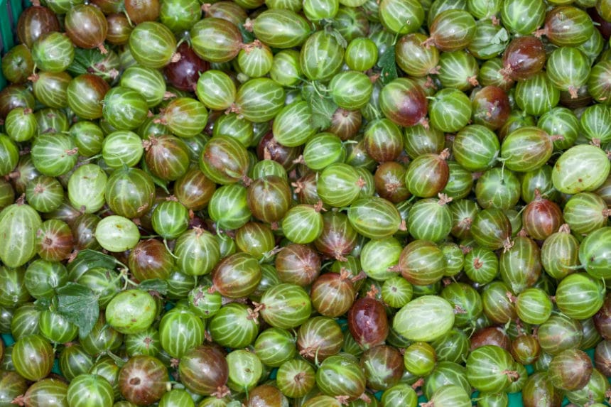 Cutting gooseberries " How to do it like the pros
