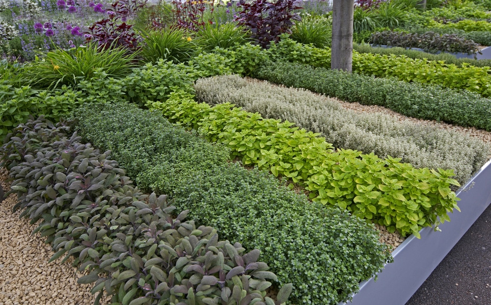 Designing herb gardens " Attractive and efficient