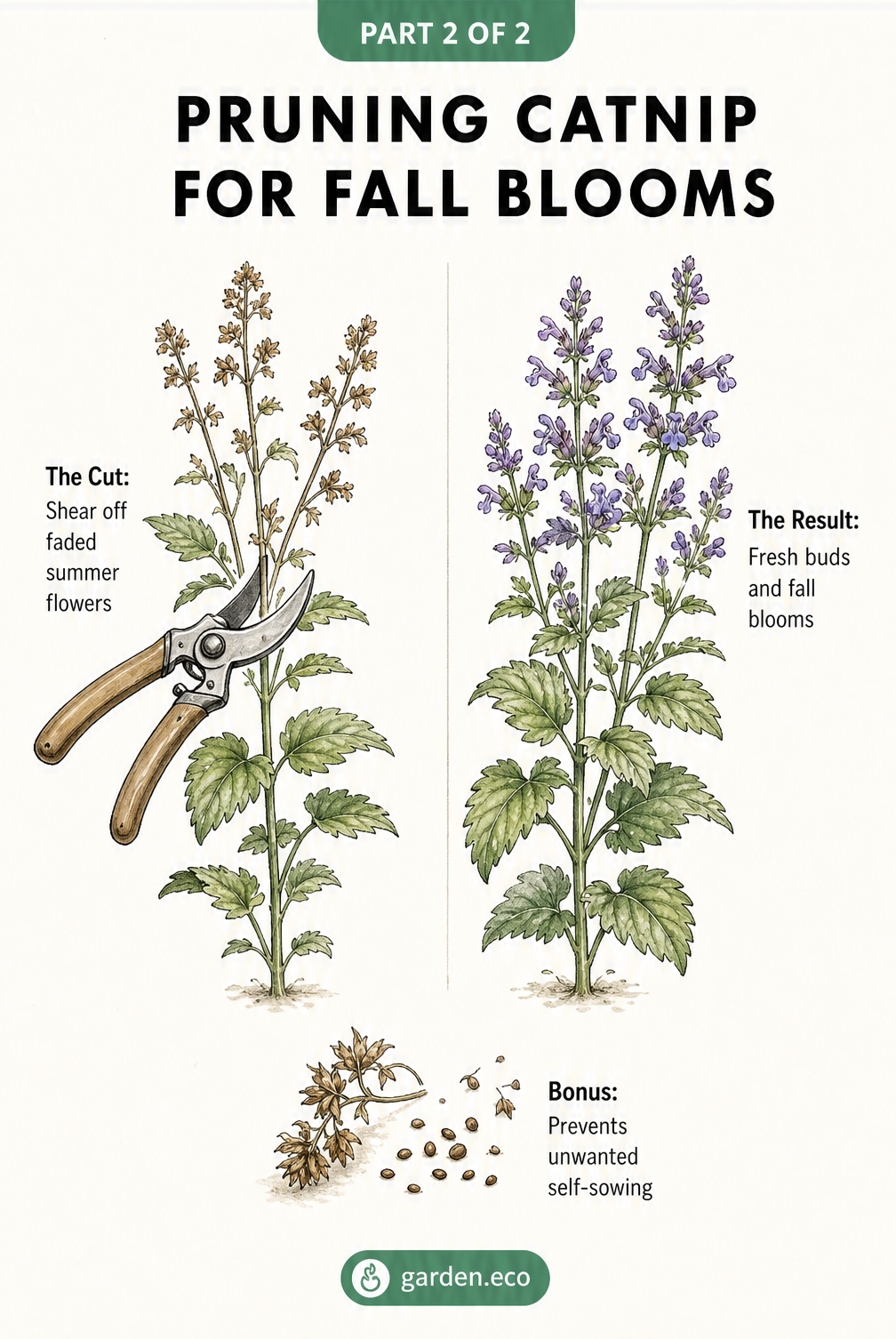Before and after illustration showing how to prune faded catnip flowers to encourage fresh fall blooms and prevent self-sowing.