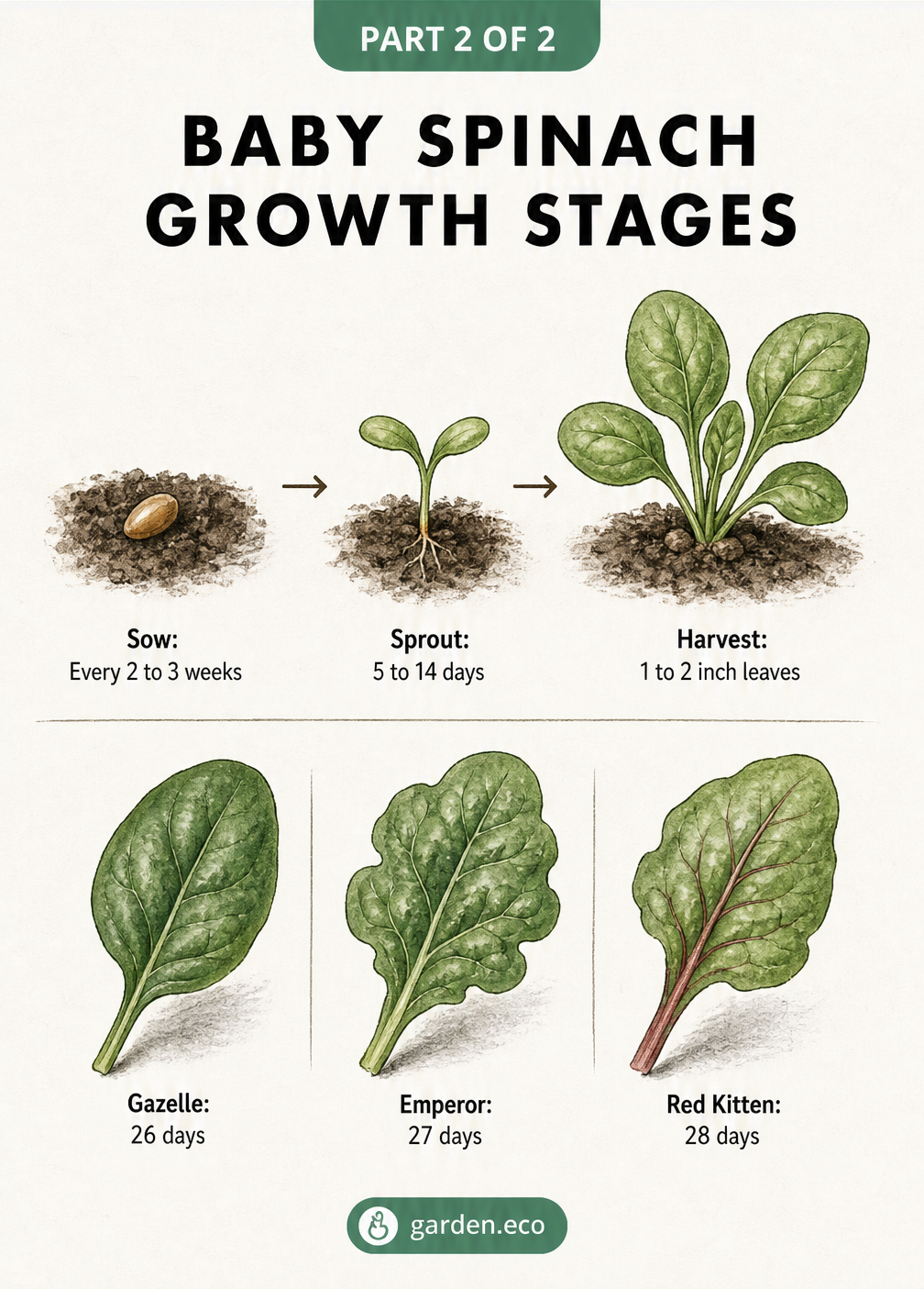 Illustration of baby spinach growth stages from seed to sprout to harvestable leaf, featuring fast-growing varieties like Gazelle, Emperor, and Red Kitten.