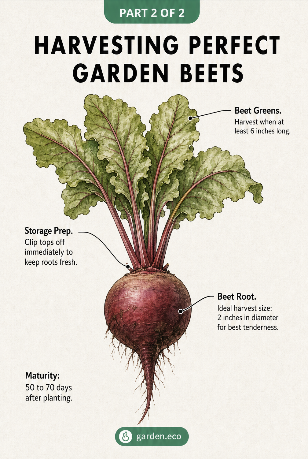 Botanical illustration of a harvested beetroot with greens, showing ideal harvest size, maturity time, and storage preparation tips.